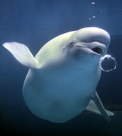 beluga whale. (NGO) A eluga whale blows