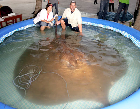 Biggest Sinkholes on What Is Likely The World   S Largest Known Freshwater Giant Stingray